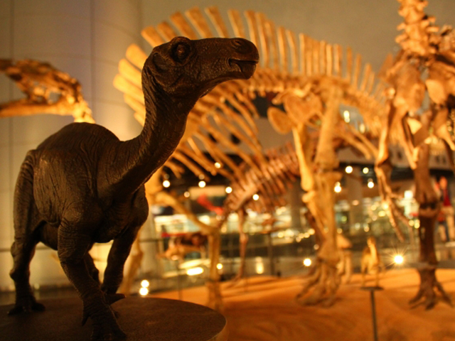  恐竜博物館写真｜アイネス観光株式会社