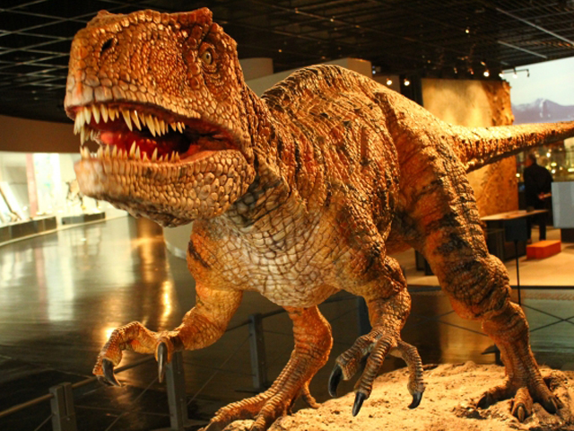 恐竜博物館写真｜アイネス観光株式会社
